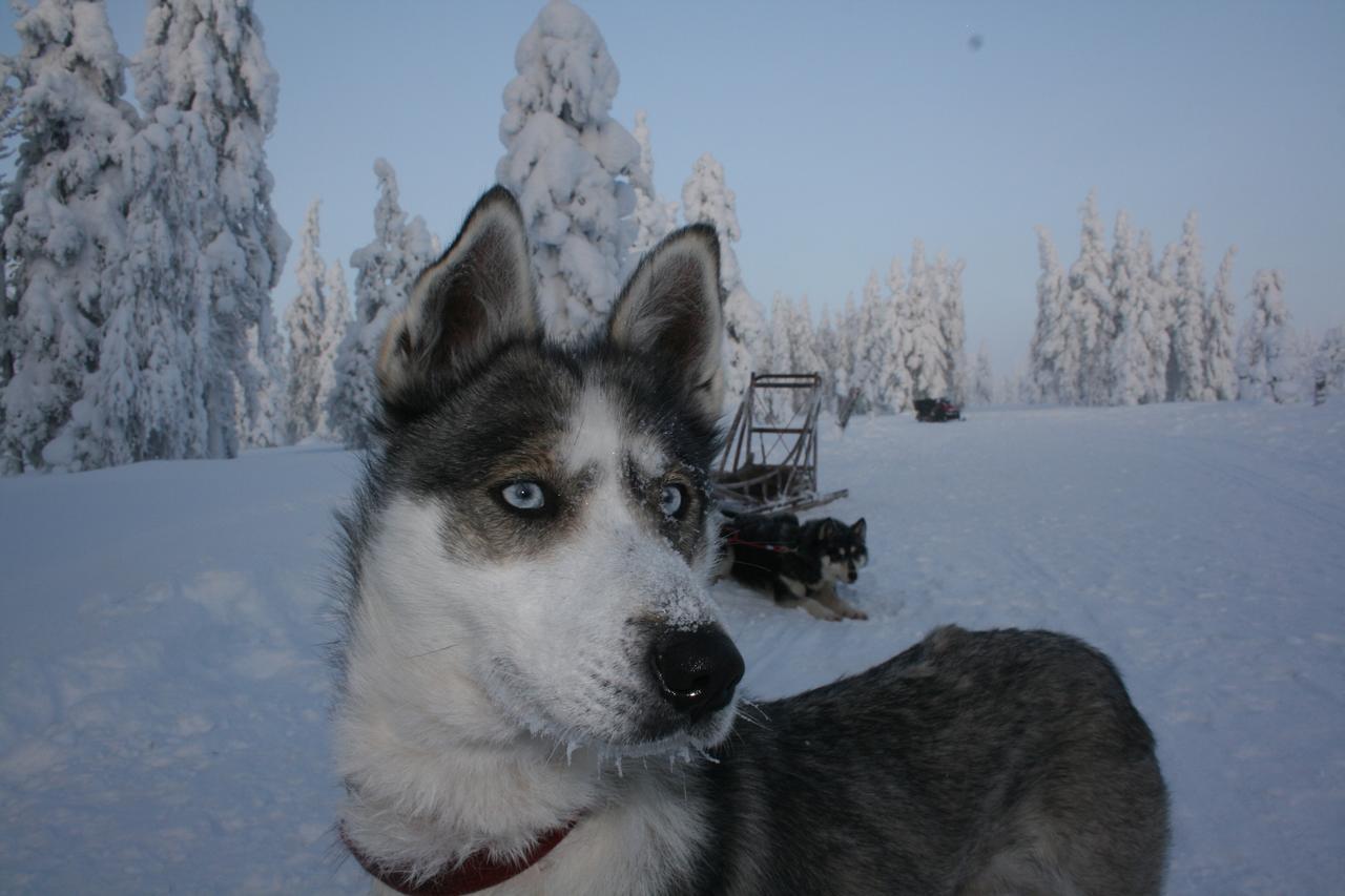Sielikkoe Aurora Log Apartments Saariselkä Eksteriør billede